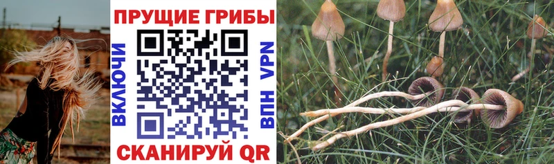 Псилоцибиновые грибы Cubensis Правдинск